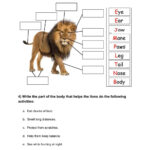 Facts About Lions Worksheet