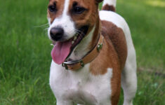 Jack Russell Terrier Pictures Information Temperament