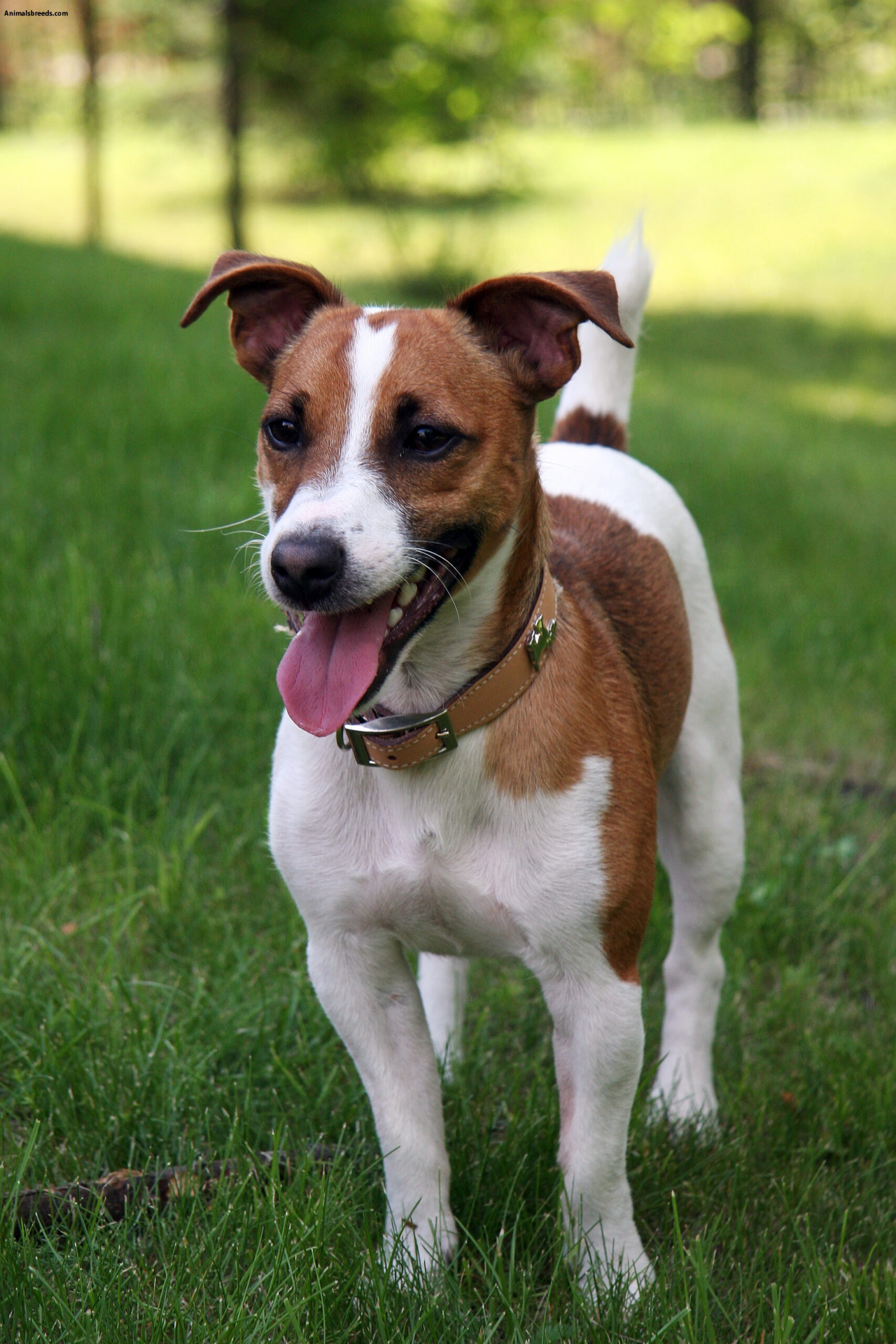 Jack Russell Terrier Pictures Information Temperament 