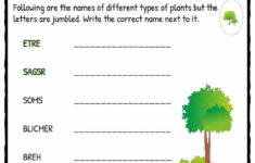 Types Of Plant Worksheet KidsKonnect